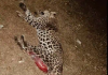 Leopard Killed in Road Accident in Telangana's Medak