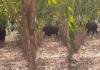 Telangana Forest Officials Monitor Indian Bison Spotted in Yadadri Bhongir