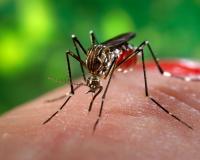 Eradication of mosquito in Ward No.61 Attapur IB Palace back side , in Hyderabad 
