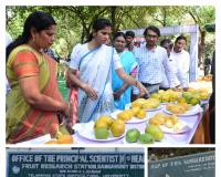 FRS Sangareddy's Mango Show 2024 Draws Enthusiastic Response: District Collector Kranti Valluru visits and explores various varieties of mangoes