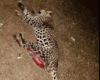 Leopard Killed in Road Accident in Telangana's Medak