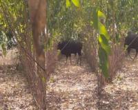 Telangana Forest Officials Monitor Indian Bison Spotted in Yadadri Bhongir